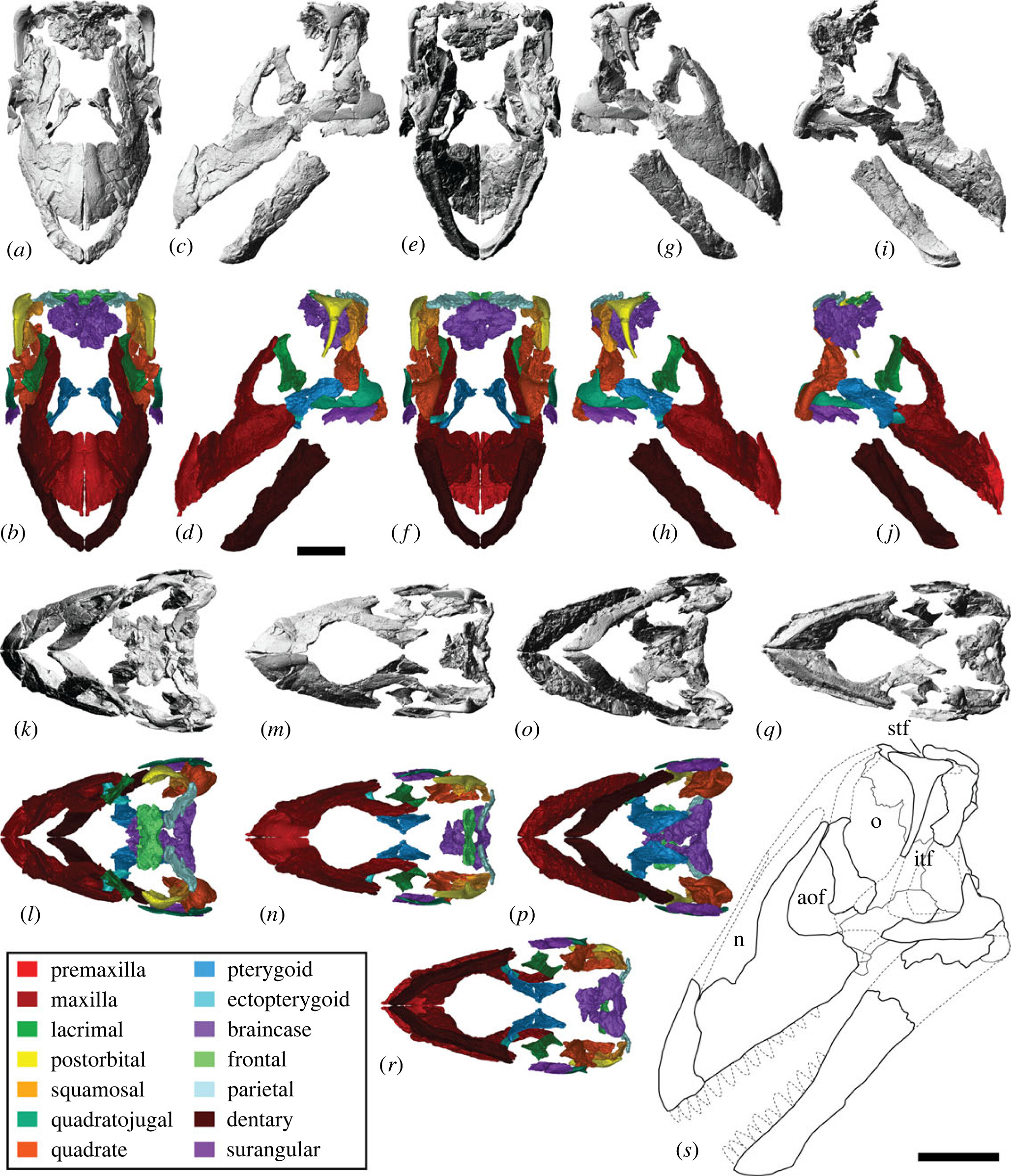 Rows of fossil and reconstructed skull images showing different views.