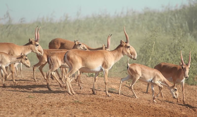 Group of saiga antelope at a watering hole in Central Asia