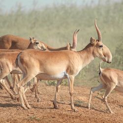 Group of saiga antelope at a watering hole in Central Asia