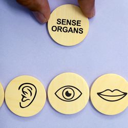 A photo showing five circular disk set up in a row, with another being position above them. The five in a row represent the senses, and include an image of a hand for "touch", an er for "hearing", an eye for "sight", a mouth for "taste" and a nose for "smell". Above them, the last disk has the words "Sense Organs" written on it. It is being held in place by two fingers. 