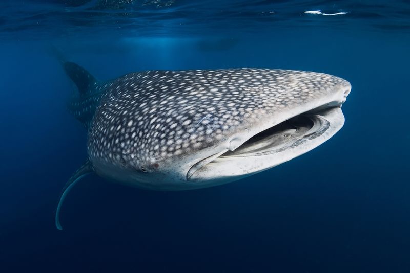 Whale Shark