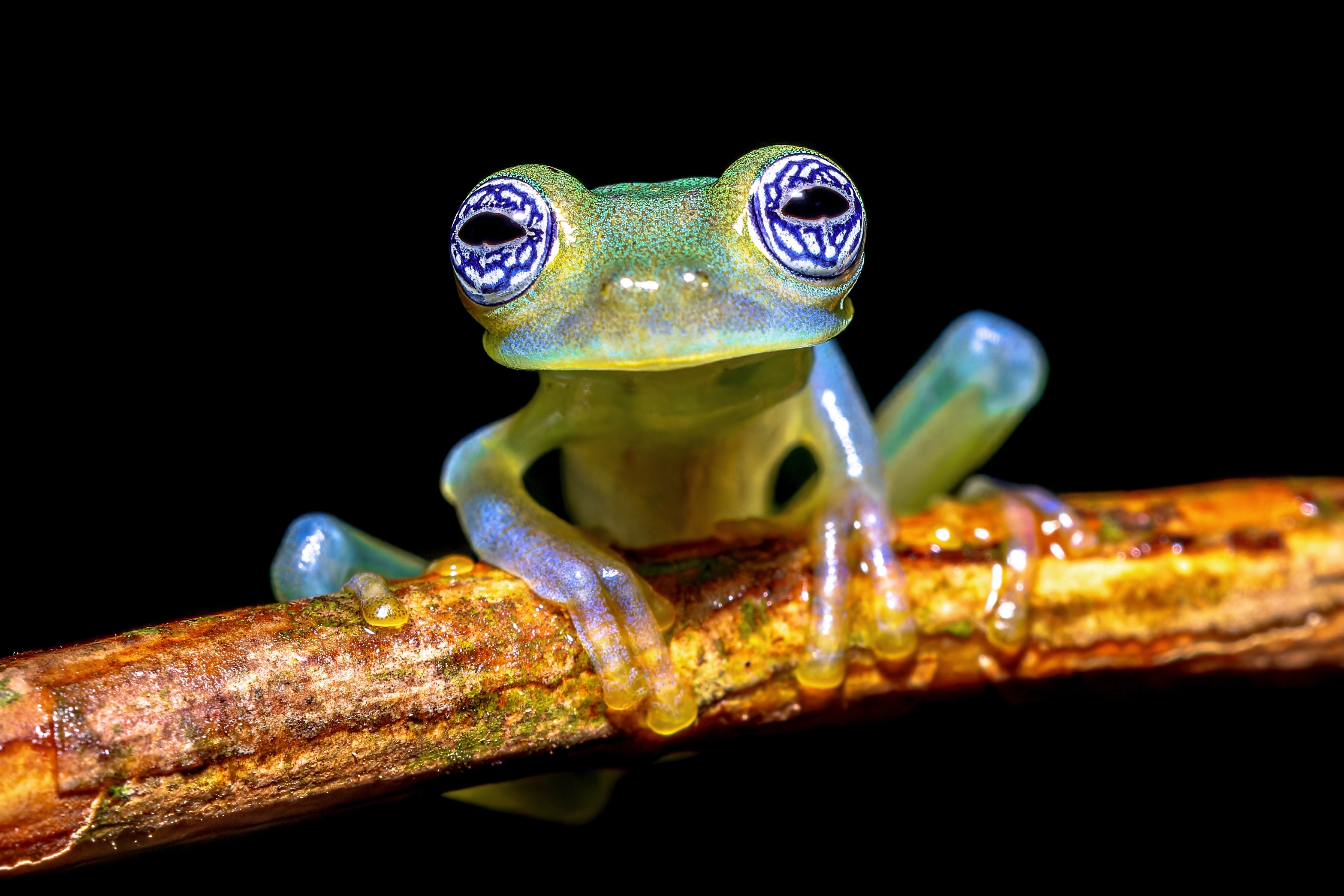 a green Ghost glass frog with translucent skin and weird eyes a green Ghost glass frog with translucent skin and weird eyes