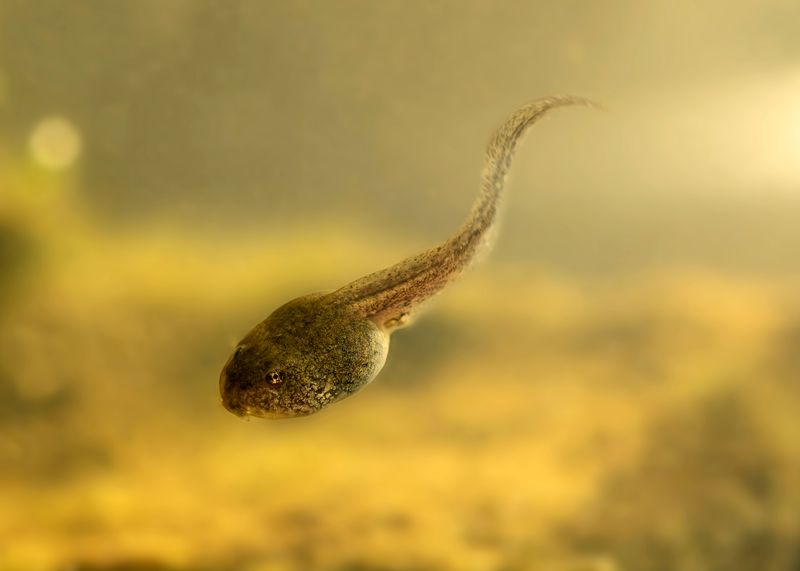 The photo shows a close up of tadpole swimming to the bottom of a murky body of water. The small amphibian is swimming down from right to left and its tail has been caught with a distinct curve was it propels itself along. 