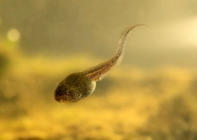 The photo shows a close up of tadpole swimming to the bottom of a murky body of water. The small amphibian is swimming down from right to left and its tail has been caught with a distinct curve was it propels itself along. 