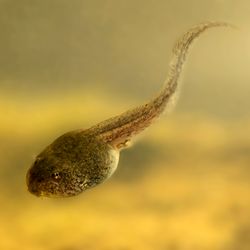 The photo shows a close up of tadpole swimming to the bottom of a murky body of water. The small amphibian is swimming down from right to left and its tail has been caught with a distinct curve was it propels itself along. 