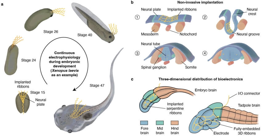 Three diagrams. The first shows the development of the tadpole with a probe in place, maturing from the neural plate stage through its embryonic phases until it is a tadpole proper. This is arrange in a circle. The second diagram shows the development of the neural plate and how the probe interreacts with the brain as it develops. The final diagram shows the three-dimensional distribution of the bioelectronic probe, allowing us to see how it is integrated with the more mature tadpole brain.  
