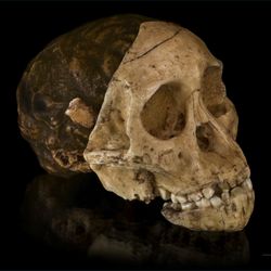 skull fossil  Cast in three parts: endocranium, face and mandible, of a 2.1 million year old Australopithecus africanus specimen so-called Taung child, discovered in South Africa.