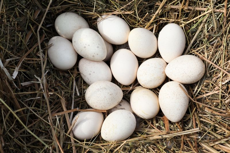 Pile of white turkey eggs in nest