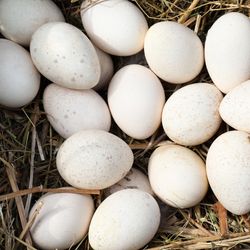 Pile of white turkey eggs in nest