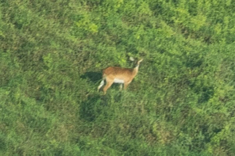 blurry photograph of an Upemba lechwe, a species of antelope
