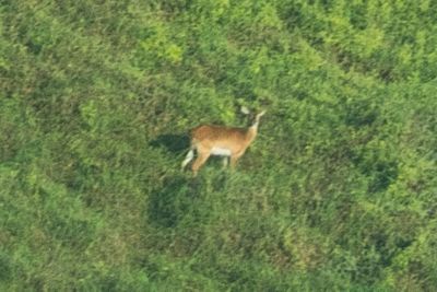 blurry photograph of an Upemba lechwe, a species of antelope