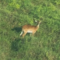blurry photograph of an Upemba lechwe, a species of antelope