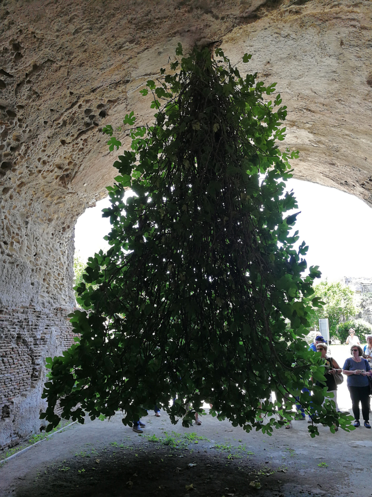 upside down tree upside down tree