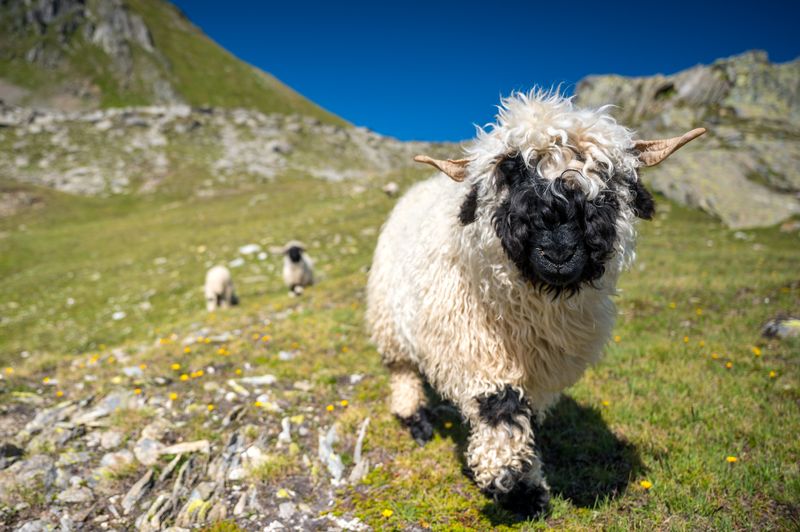 A valais blacknose on a Nufenenpass in the Valais Alps
