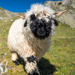 A valais blacknose on a Nufenenpass in the Valais Alps