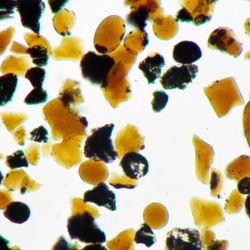 A microscope image of tens of beads some rounds some not either orange or black