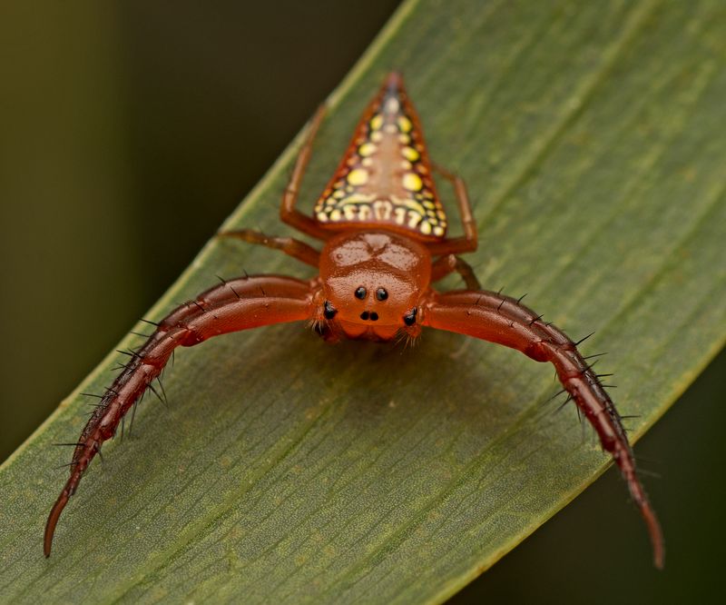 A small orange spider with curved legs and a triangular abdomen with yellow spots.