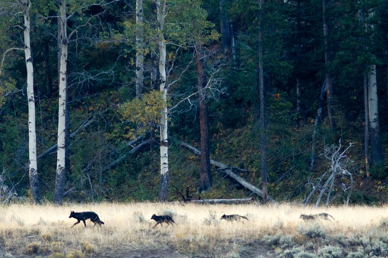 The photo shows an open field in front of a woodland in the background. In the middle of the shot, four wolves can be seen trailing from right to left. 