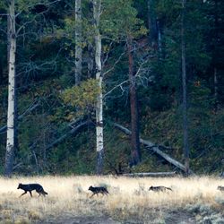 The photo shows an open field in front of a woodland in the background. In the middle of the shot, four wolves can be seen trailing from right to left. 