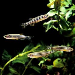 four zebrafish in a tank with some green foliage against a black background