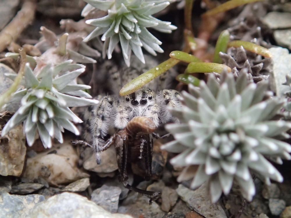 grey and white fuzzy jumping spider eating a bug grey and white fuzzy jumping spider eating a bug