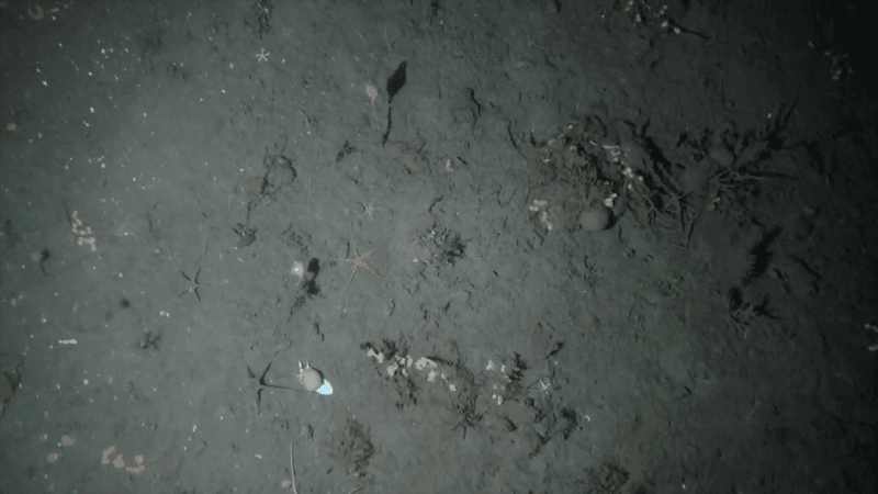 The waters around Antarctica are brimming with marine life, but not in the areas that have been struck by ship anchors. 