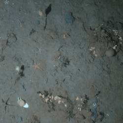 The waters around Antarctica are brimming with marine life, but not in the areas that have been struck by ship anchors. 