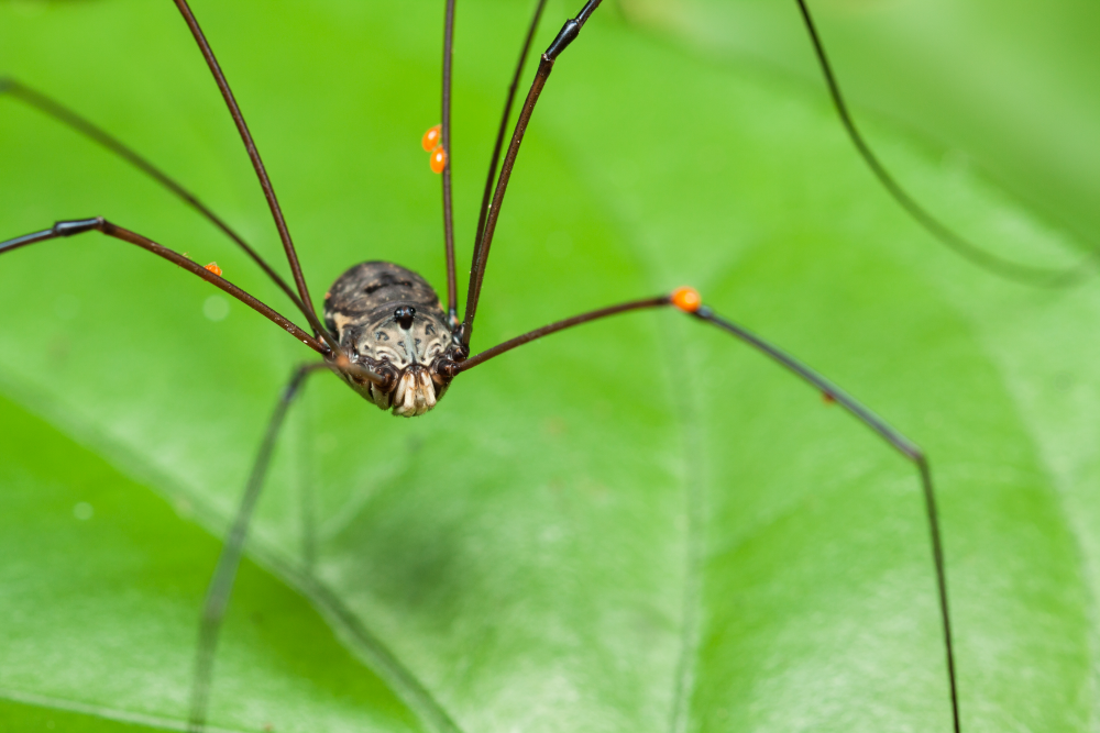 a harvestmen, an order of arachnids known as Opiliones, on a green leaf a harvestmen, an order of arachnids known as Opiliones, on a green leaf