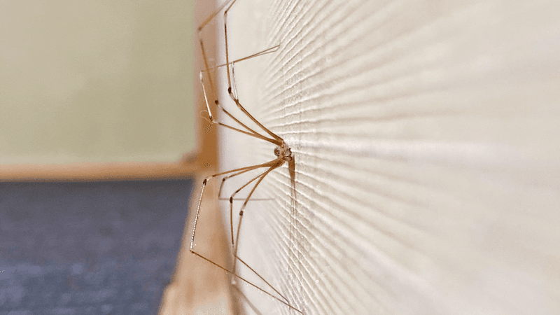 a daddy long legs on a wall looking at the camera