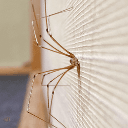 a daddy long legs on a wall looking at the camera