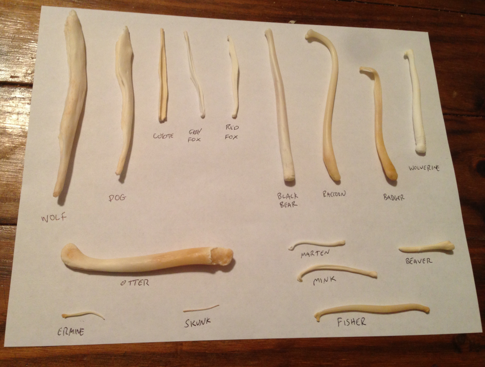 many penis bones of many species showing how they come in different sizes and shapes