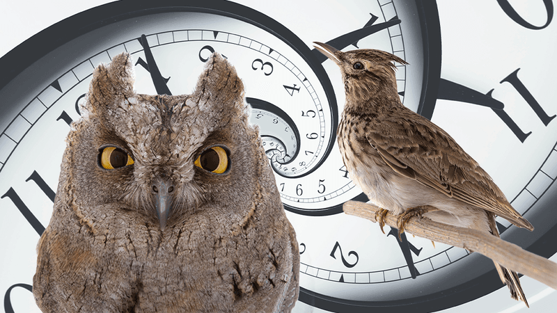 an owl and a lark, against an abstract clock background