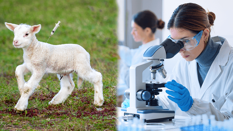 left panel shows a lamb with a syringe superimposed above it, right panel shows a female scientist using a microscope