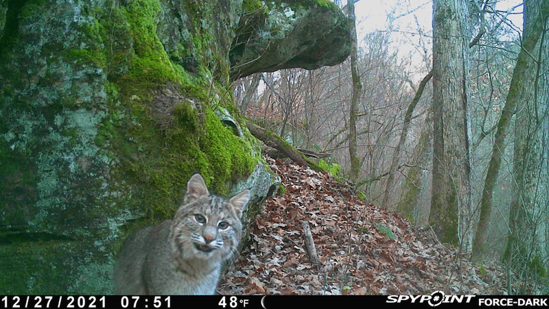A bobcat caught on a trail cam in northwest Arkansas.