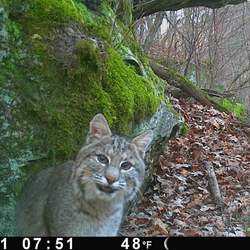 A bobcat caught on a trail cam in northwest Arkansas.