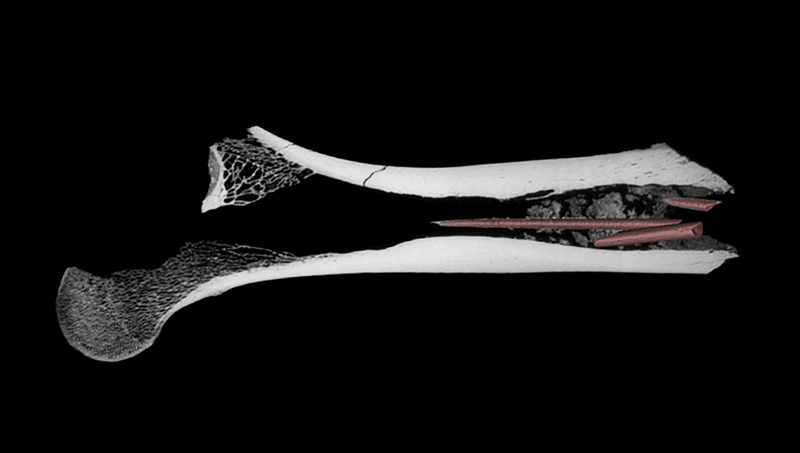 The poison-tipped arrow was found in the bone of a bovid.