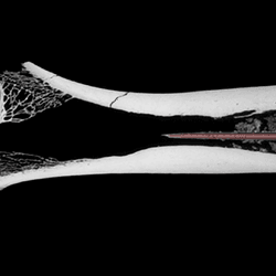 The poison-tipped arrow was found in the bone of a bovid.
