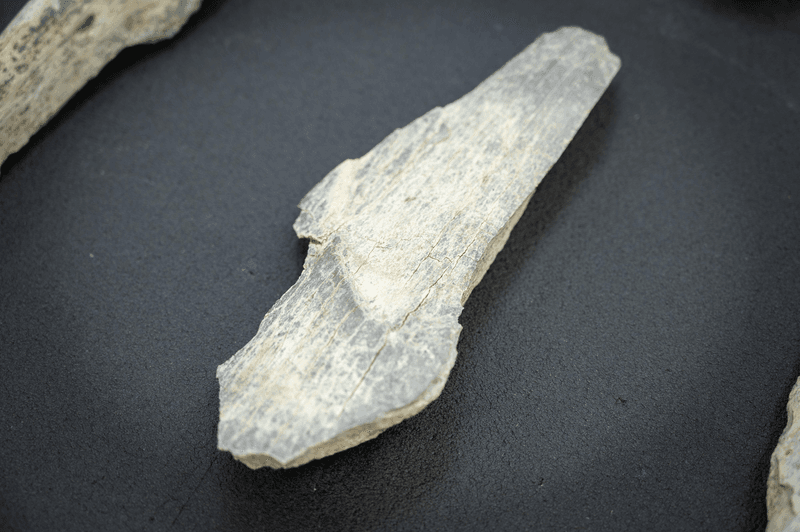 One of the carefully shaped 1.5 million-year-old bone tools found at Olduvai Gorge, Tanzania