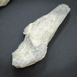 One of the carefully shaped 1.5 million-year-old bone tools found at Olduvai Gorge, Tanzania