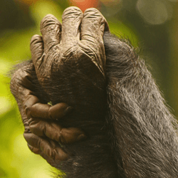 two female bonobos holding hands in symbol of strength