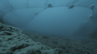 a POV of a bottom trawlers' net, showing massive plumes of sediment and fish fleeing