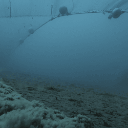 a POV of a bottom trawlers' net, showing massive plumes of sediment and fish fleeing