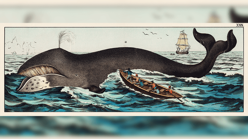 Vintage style bowhead whale art illustration showing whalers attacking the whale on choppy seas.