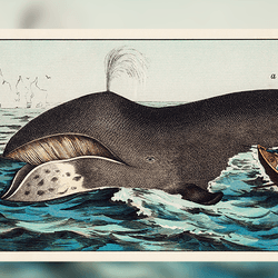 Vintage style bowhead whale art illustration showing whalers attacking the whale on choppy seas.