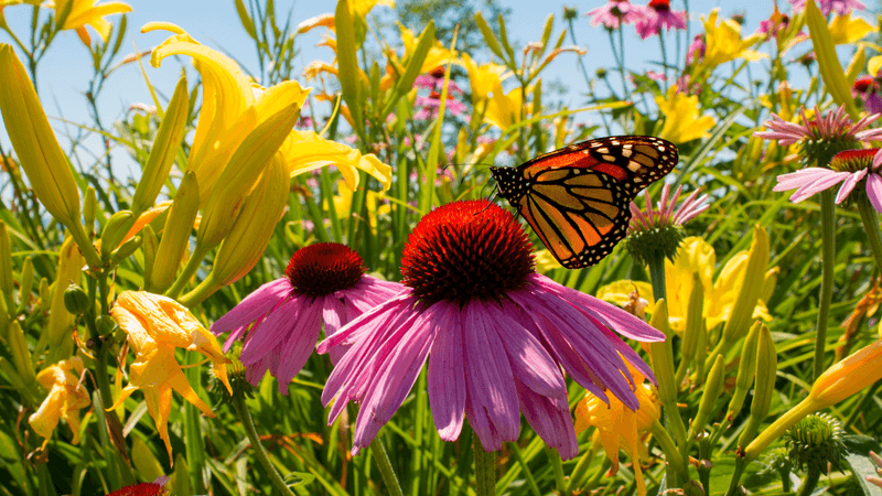 butterfly on a flower