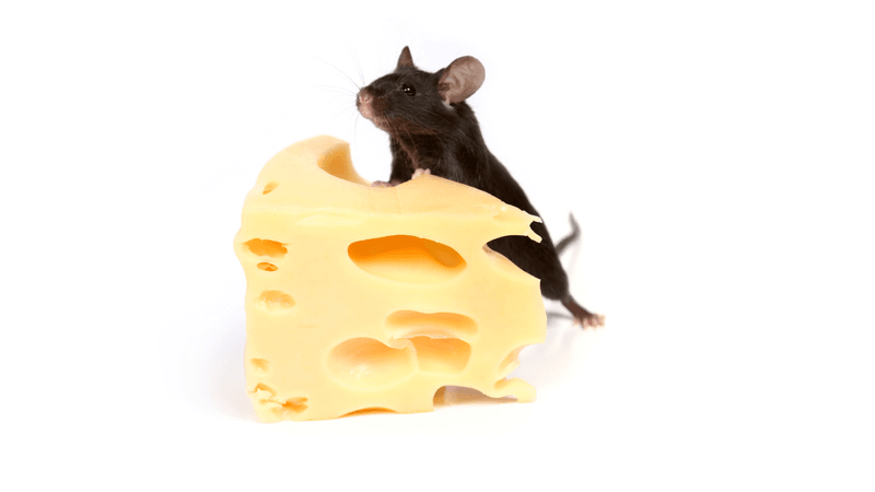 black mouse or rat standing on hind legs and leaning on a large block of Swiss cheese in front of it