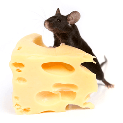 black mouse or rat standing on hind legs and leaning on a large block of Swiss cheese in front of it