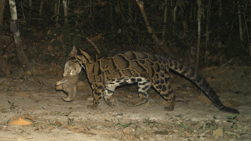  The clouded leopard predating on a Bengal slow Loris captured on a camera trap. The loris is in the mouth of the leopard.