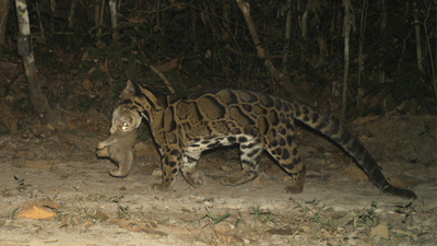  The clouded leopard predating on a Bengal slow Loris captured on a camera trap. The loris is in the mouth of the leopard.