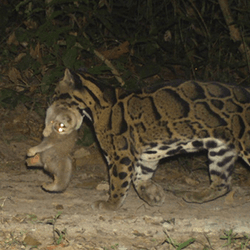  The clouded leopard predating on a Bengal slow Loris captured on a camera trap. The loris is in the mouth of the leopard.